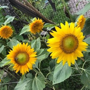 Meet your Posher, Savannah